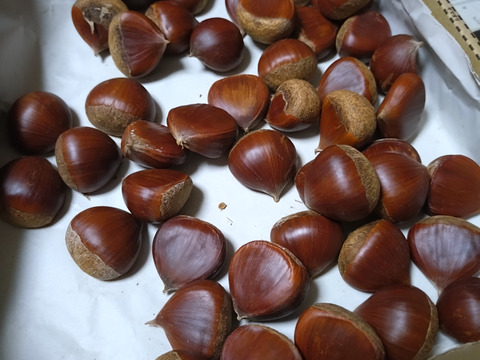 ♪　栗　ポロタン　♪　【限定5セット】　　　渋皮がポロっと剥けます！！　　【農薬不使用】 Mサイズ相当