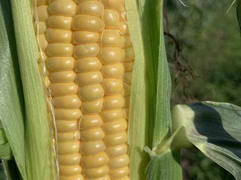 プチプチ食感で、甘〜い、朝採りとうもろこし10本(一本約400g)