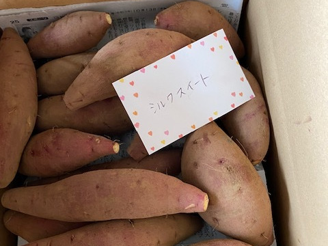 食べ頃サイズ 千葉県香取市産 さつま芋 シルクスイート 3kg S Ssサイズ 千葉県産のさつまいも 食べチョク 産地直送 産直 お取り寄せ通販 農家 漁師から旬の食材を直送 食べ頃サイズ 千葉県香取市産 さつま芋 シルクスイート 3kg S Ssサイズ 千葉県産のさつまいも 食べチョク 産地直送 産直 お取り寄せ通販 農家 漁師から旬の食材を直送