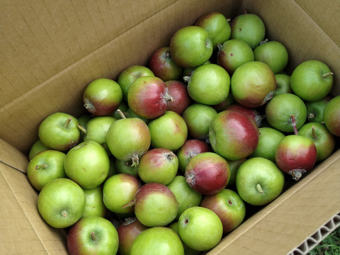 【２箱限定】摘果りんご「シナノレッド」(２kg) 〔使用農薬削率66％〕