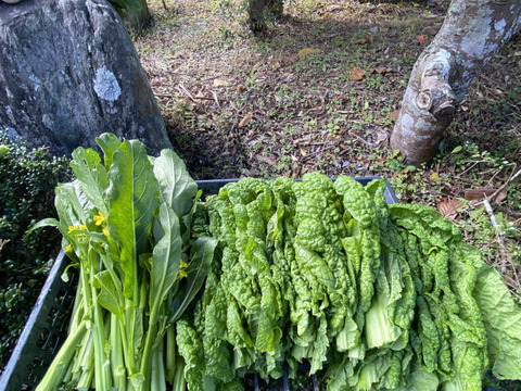 カラダが喜ぶ!!旬のお野菜セット7~8種類【おまかせ60】