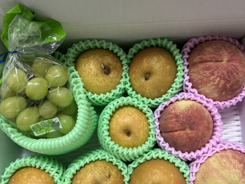 お買い得!まるせい果樹園の秋の味覚セット　フルーツボックス　３ｋ箱　oｍa1