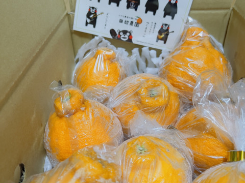 早い者勝ちお試し2k不知火デコ柑