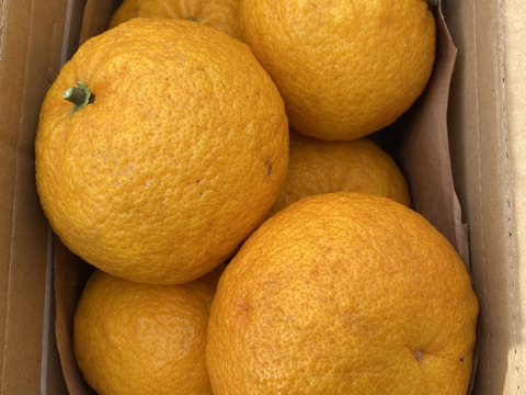 旬の柑橘　夏みかん