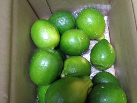 種がないレモン箱込約2㌔　1,000箱以上売れるレモン