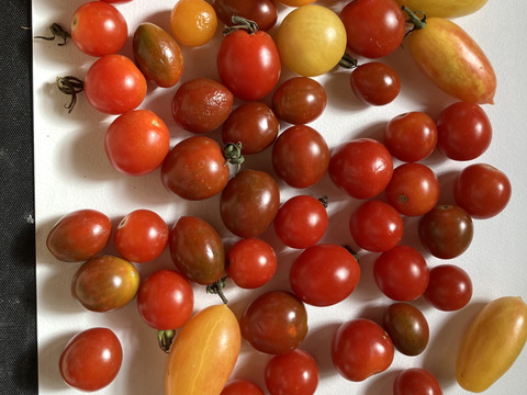 みにとまと 木で赤く実った固定種の完熟ミニトマト 500g：大分県産のトマト｜食べ