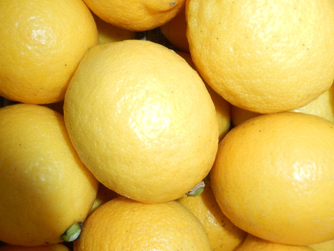 防腐剤、ワックス不使用　小玉レモン　２kg(約23個入）