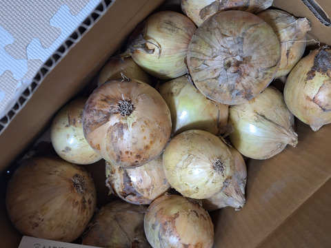 【訳あり】今が旬の淡路島新玉ねぎ！5キロ
人気ナンバー1商品、とにかく水分量がすごい！