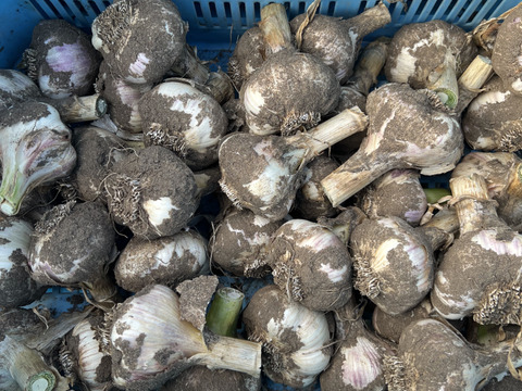 力強い香りと辛味！北海道在来 通称「ピンクにんにく」1kg