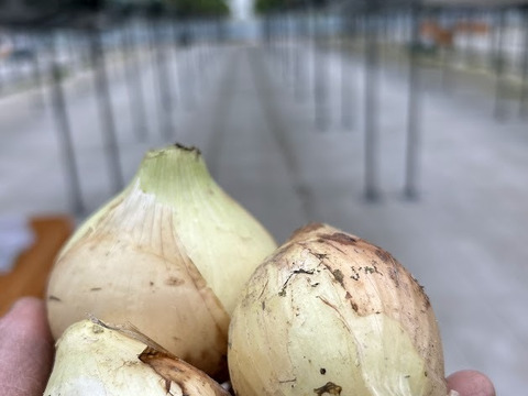 新玉ねぎ！訳アリ使い切りサイズ！小玉３キロ