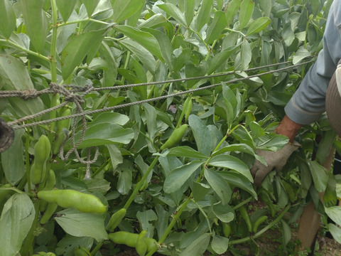 そら豆10個（10本）入り🫛農薬、除草剤、化学肥料不使用☆
