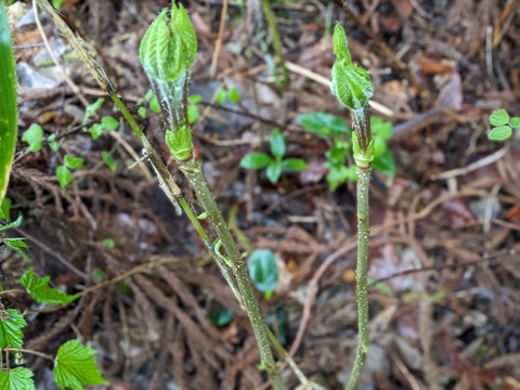 【予約開始】秋田県産天然コシアブラ150グラム