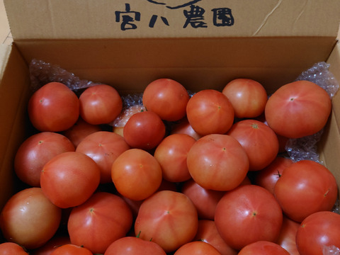 採れたて直送☆嘉麻市産☆桃太郎トマト４．５ｋｇ