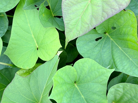 【お手軽サイズ！】★いも（干し芋）　スティック（35g×10袋）