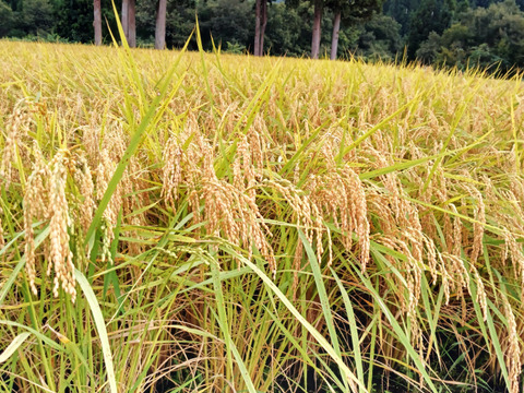 【数量限定】新潟県産コシヒカリ 令和7年度新米 白米 自家消費用お裾分け