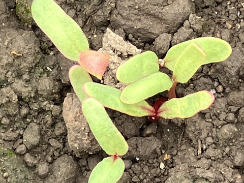 大分県玖珠町産ビーツ(ゴルゴ)1kg