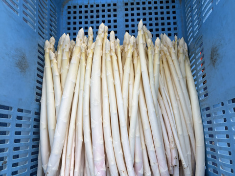 訳ありホワイトアスパラ　L〜4Lサイズ １キロ　香川県産「さぬきのめざめ」
