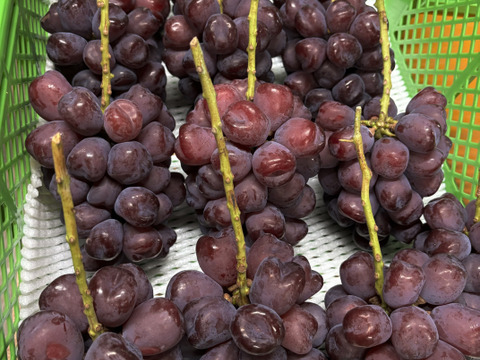 ☆富士の輝☆ 家庭用２房　１４００グラム