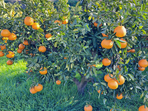 有機栽培 伊予柑 5kg