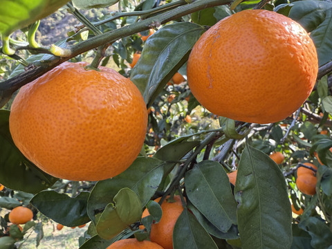 マルホ農園の濃厚正月みかん　5キロ箱【和歌山県有田産みかん】