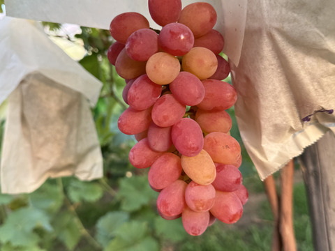 皮食ok！小粒で甘ーい　ヌーベルローズ