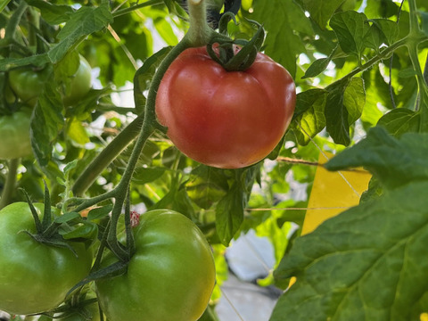 コクうま！『うまベジのサンロード』4キロ箱満杯詰め×3箱