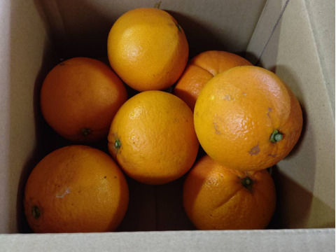 果汁たっぷり　ネーブル　5キロ 和歌山県産