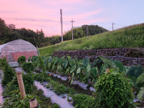【特産】山の芋 約1kg 兵庫県六甲山麓有馬の美しい大地から産地直送