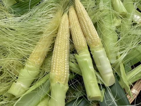 【夏ギフト】高糖度！2品種食べ比べ＆ベビーコーン　ドルチェ・恵味　とうもろこしセット4.5kg