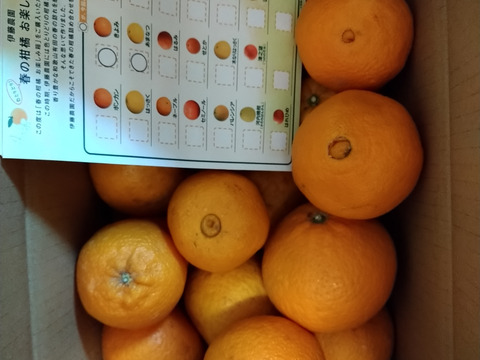【食べ比べ】3～4種類の春みかん詰め合せ♪春かんきつお楽しみ箱【家庭用(訳あり)】5kg zzz2-5