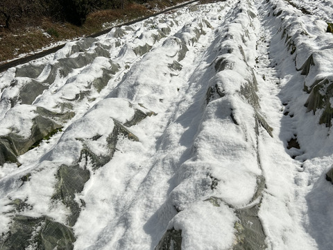 今が旬！スティックカリフラワー  (はなやさい　天草一号/600g