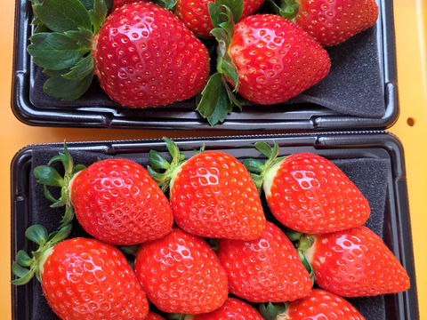 埼玉いちご「べにたま+他品種」食べ比べセット270ｇ×2ｐ