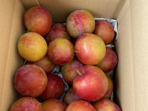 すもも「大石早生」1.9キロ