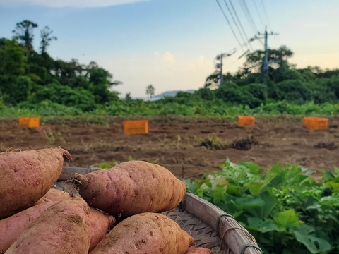 【訳あり】潮風 × 火山灰土が育てた熟成島さつまいも『紅はるか』3kg