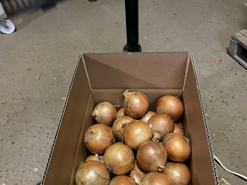 北海道　玉葱 14キロ