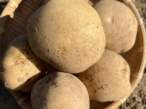 旬の新じゃが！「キタアカリ」【農薬・化学肥料・除草剤不使用】（5kg）