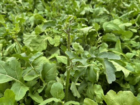 【花＊ルッコラ】年に一度のお楽しみ☆この時期しか出ないルッコラの花