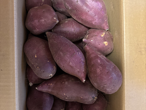 【新芋】シルクスイート　丸Lサイズ　10kg さつまいも