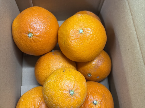 プリンセス　訳あり2kg　愛媛県産