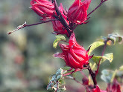 【冬ギフト】まるで果実！！南薩摩の果汁たっぷりゼリー６個箱入り