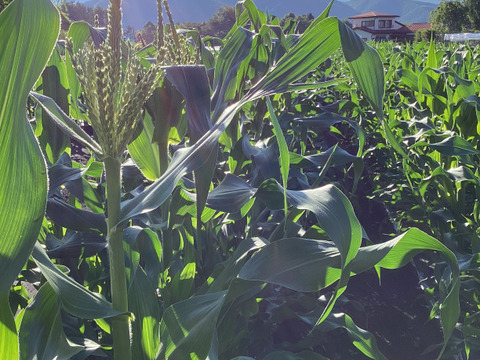 【夏ギフト】高糖度！2品種食べ比べ とうもろこしセット9.5kg