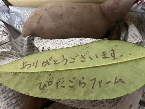 奥出雲産自然栽培なると金時(1.5kg)