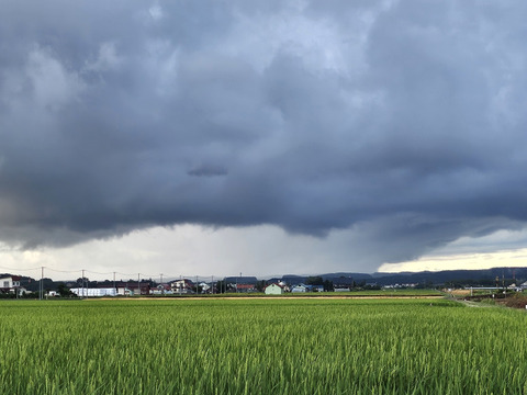 富良野 令和7年産   うまいべ ゆめぴりか【5キロ】