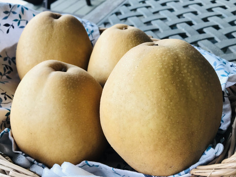 【まるで梨ジュース‼️王秋梨PREMIUM】贈答用3.5kg(5-6個入)✨甘くてとってもジューシー💦クセになるシャリシャリ食感✨️洋梨のような縦長のユニークな形🍐日持ちの良さは梨1番‼️