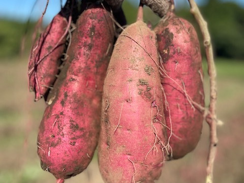 ☆☆☆ほしいも品評会毎年入賞☆☆☆干しいも【訳ありＢ級品シロタ】800g　ほしいも