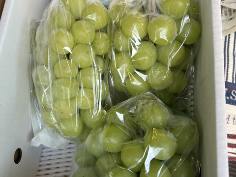 クール便❗️予約家庭用シャインマスカット約1.2キロ2-3房　農薬半減栽培！　訳あり家庭用
