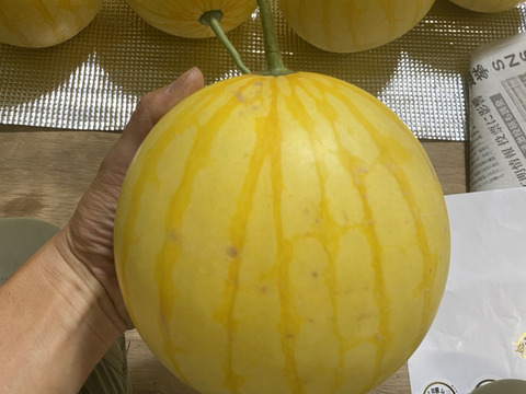 [訳ありM玉６個入り箱][外観傷]
高糖度でシャリっと美味しい。種はほとんどありません。薄皮で皮際まで美味しい金色に輝く金福すいか-福井市特産品-