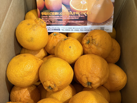 「ノークレーム」ガキデコ10㎏