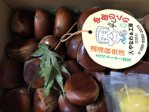 笠間の栗4Lサイズ×1kg（温湯殺虫済み）
