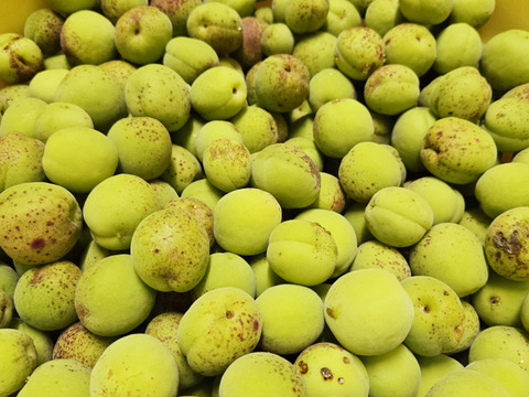 ★完全自然栽培　梅干し用　梅　2.5キロ　チルド専用箱